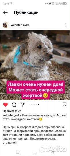 Собака-девочка в добрые руки