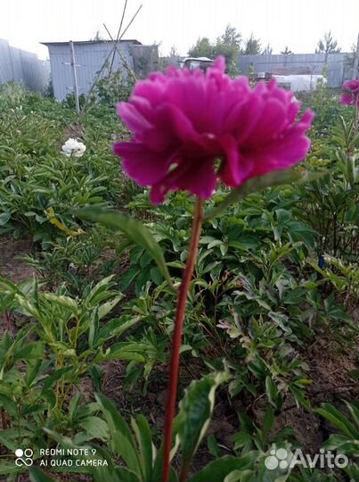 Пион цветущий