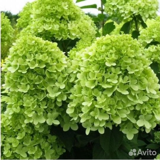 Гортензия Мохито