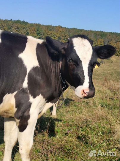 Тёлочка 10 месяцев