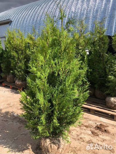 Туя оптом