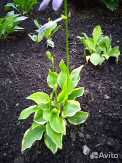 Хоста 7 сортов