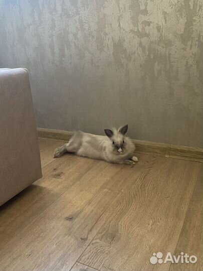 Декоративные кролики