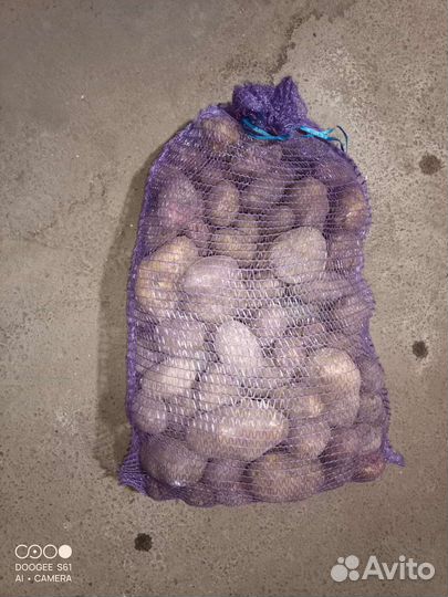 Картофель семена