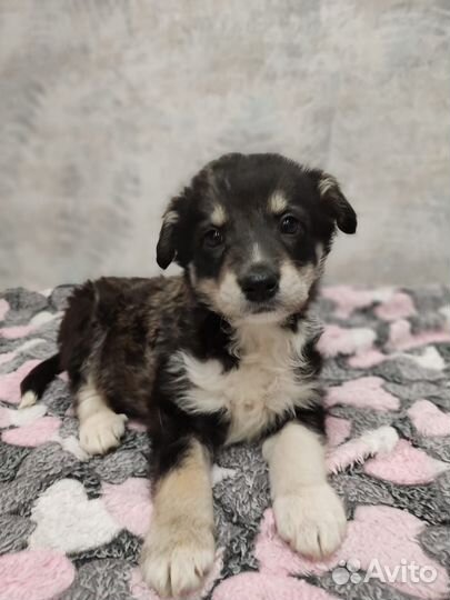 Щенок 2 года мальчик