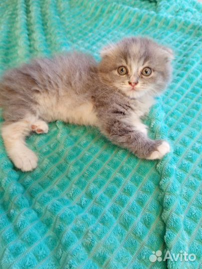 Шотландские вислоухие котята