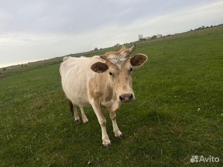 Корова с телёнком