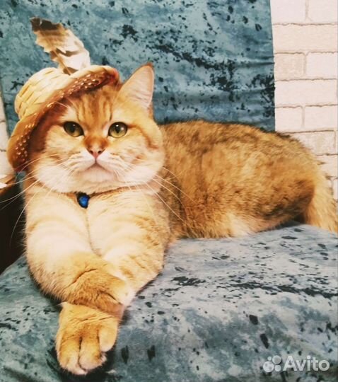 Шотландский кот вязка