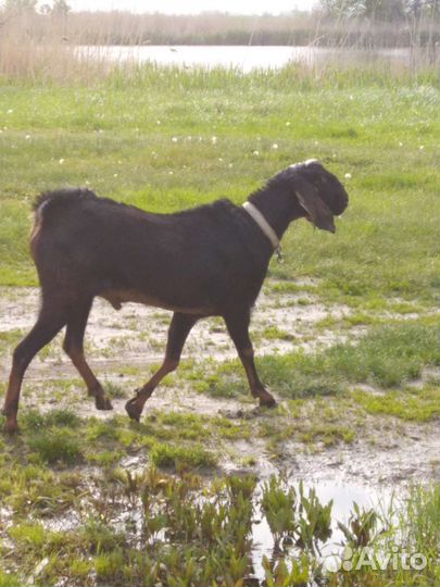 Продается козел