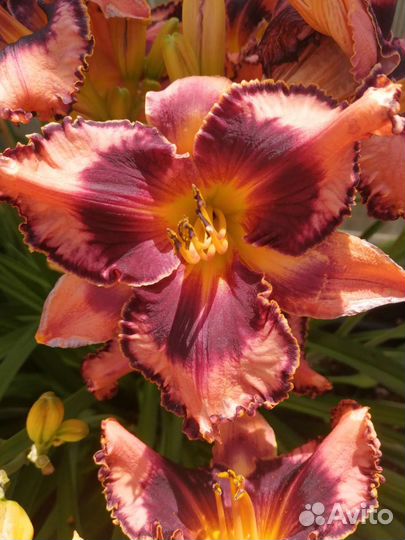 Лилейники сортовые