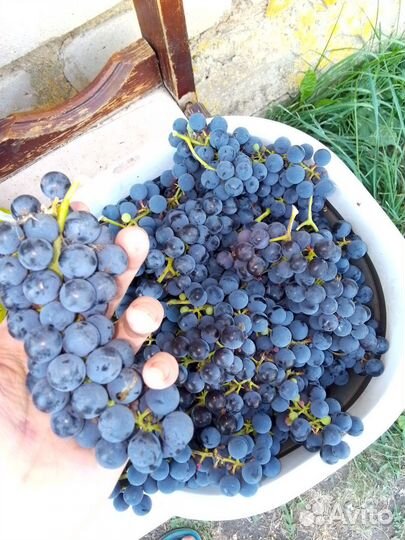Виноград