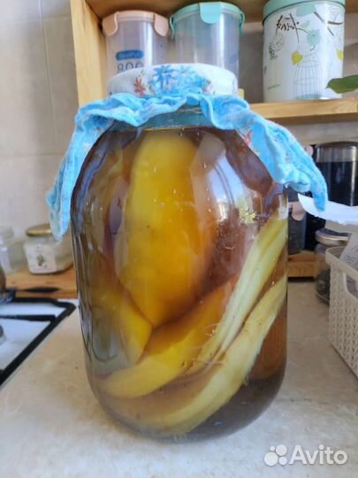 Чайный гриб