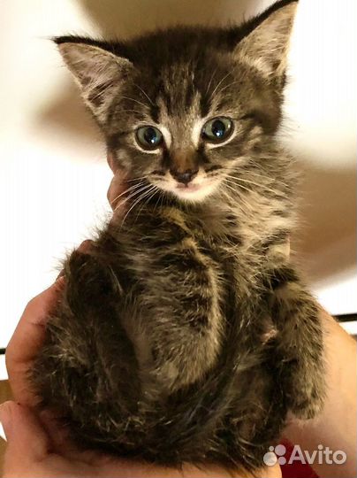 Маленькие пушистики 1 месяц в ожидании чуда