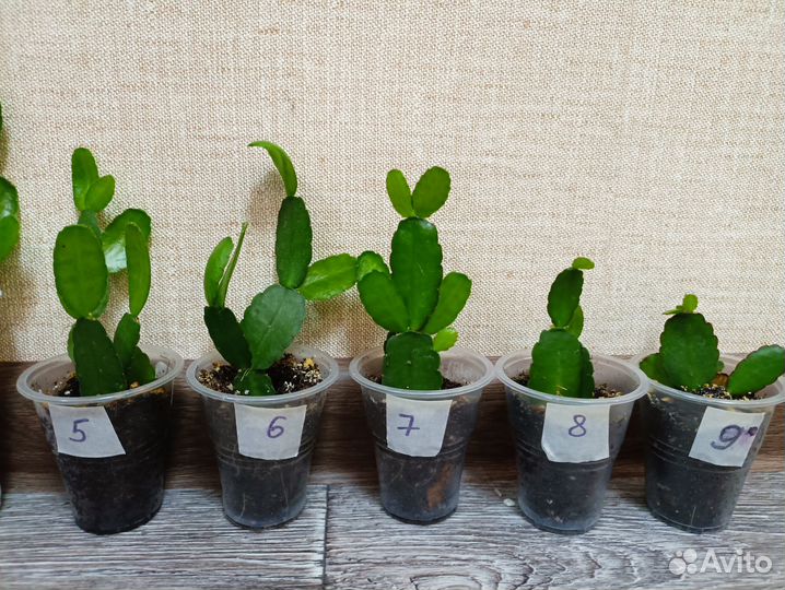 Рипсалидопсис, укоренённые черенки