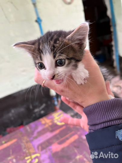 Отдам котенка в добрые руки