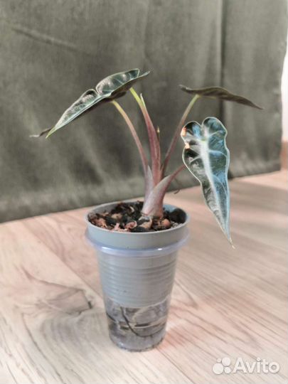 Алоказии взрослые и дети. Обновляемое