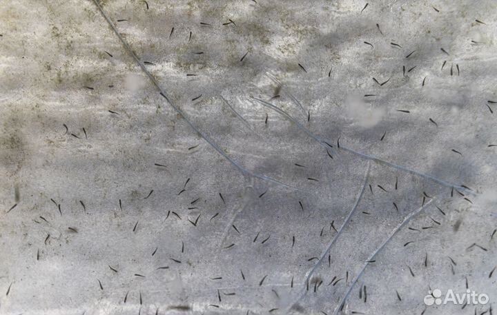 Малек форели