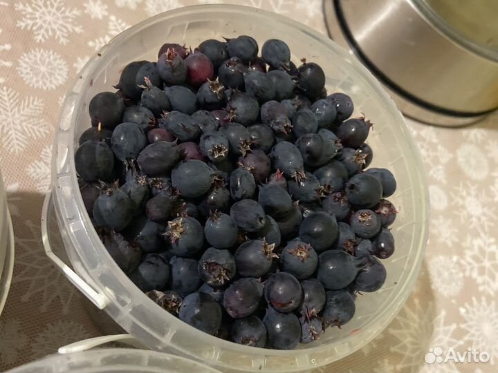 Свежая ирга