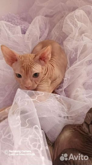 Котики Дончаки