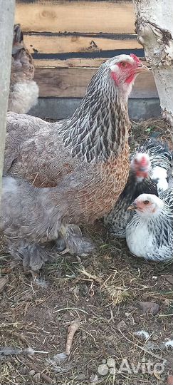 Петух Брама