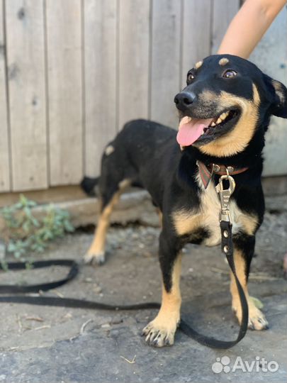 Шикарный джентельмен