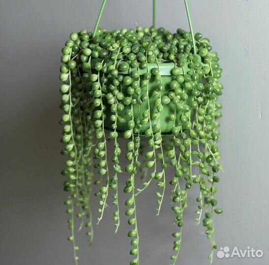 Крестовник роули