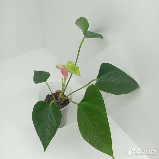 Розовый Антуриум сорт Свит Дримс