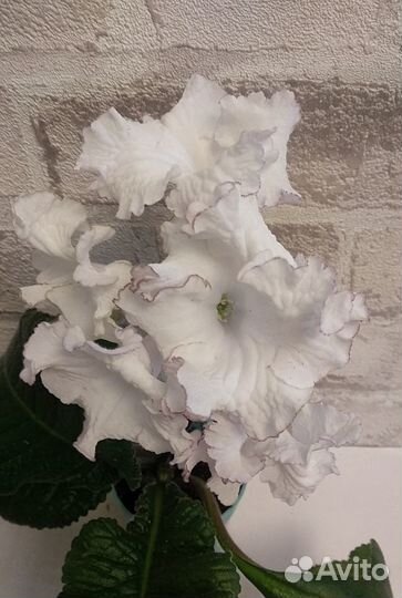 Стрептокарпусы