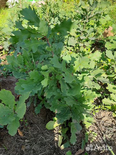 Саженцы дуба