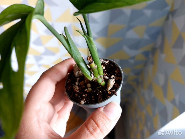 Комнатные цветы