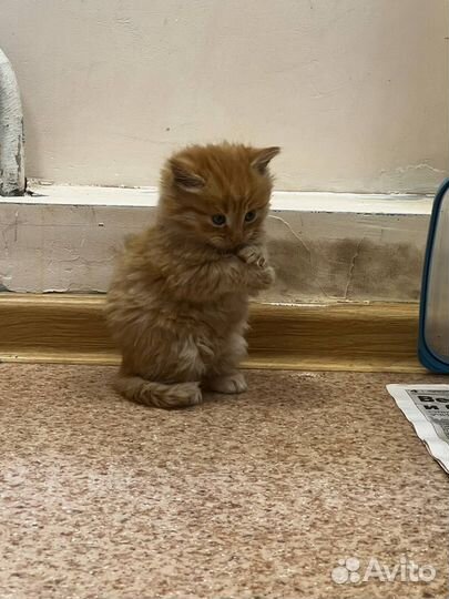 Рыжий котенок