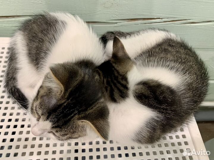 Кошка в дар