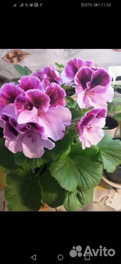 Пеларгония герань