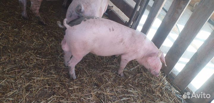 Продам хряков