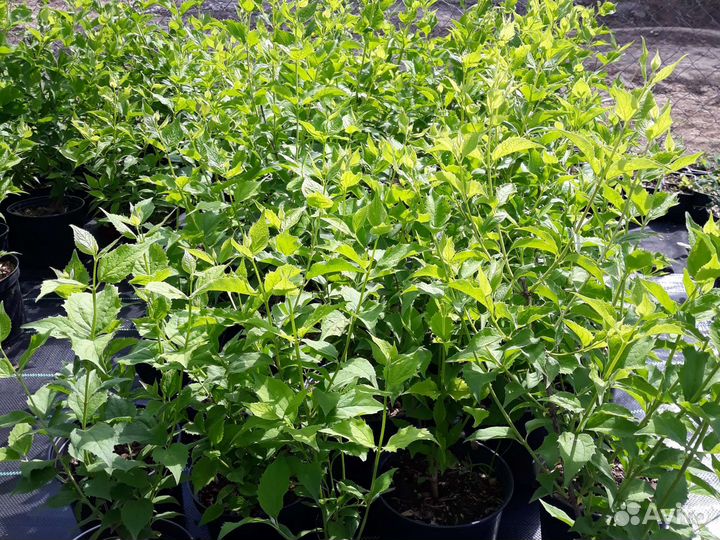 Чубушник венечный/садовый жасмин