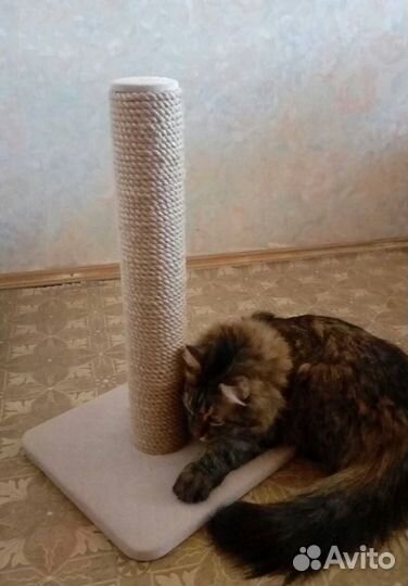 Когтеточки для котят