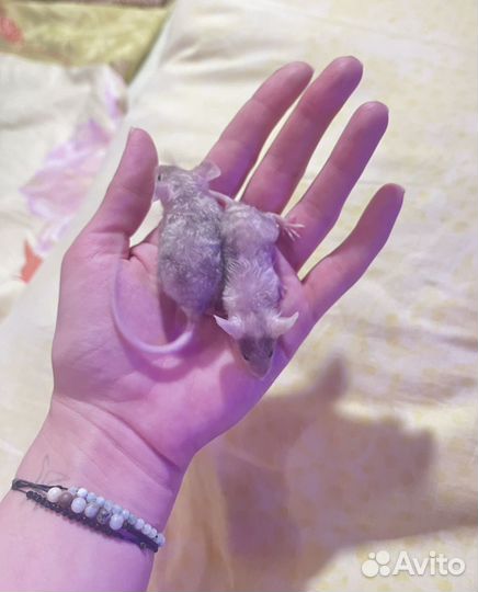 Декоративные мыши