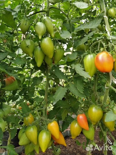 Семена томатов крупноплодных и экономических
