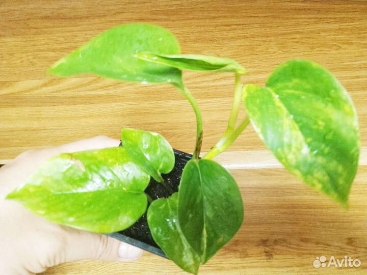 Сциндапус н-джой Эпипремнум