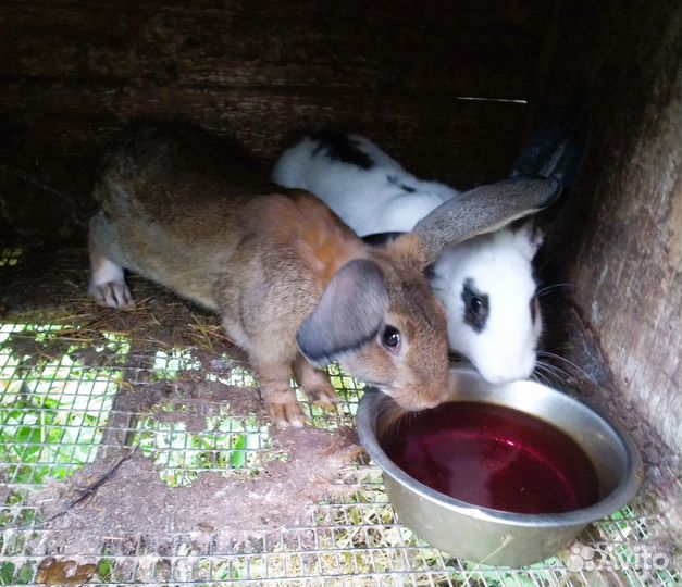 Кролики мясных пород