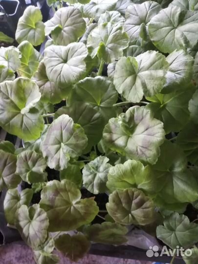 Пеларгония герань рассада