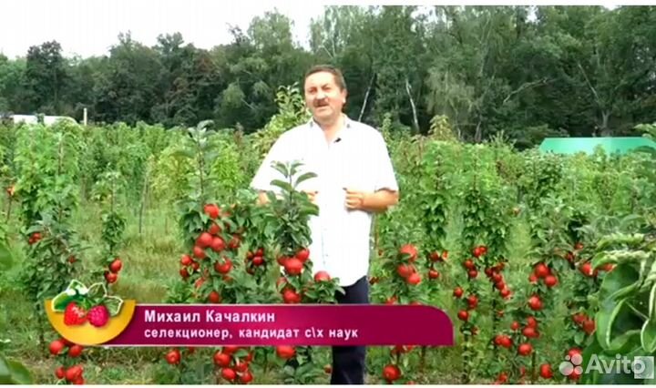 Яблоня колоновидная Валюта, Белое Сладкое, китайка