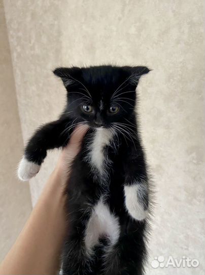 Котята бесплатно