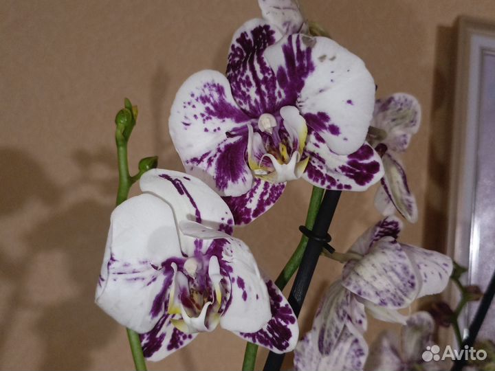 Орхидея фаленопсис бабочка Марракеш