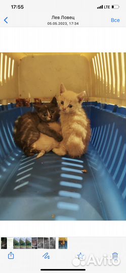 Ищем дом настродаашимся котятам