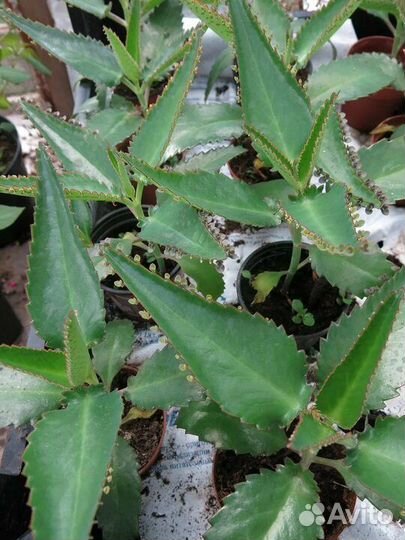 Каланхоэ лечебный