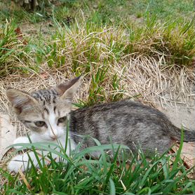 Котята в добрые руки бесплатно