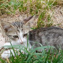 Котята в добрые руки бесплатно