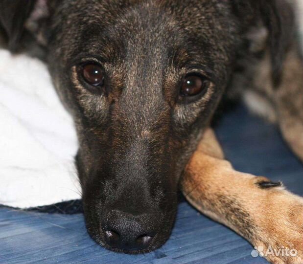 Собака в добрые руки