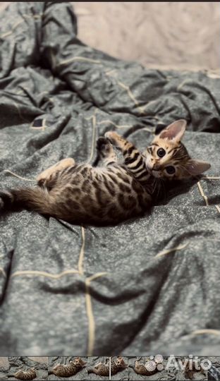 Бенгальские котята